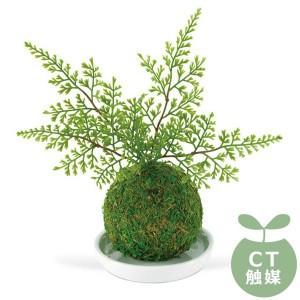 WA BONSAI(和盆栽) DEODORANT ARTIFICIAL GREEN 消臭アーティフィシャルグリーン Shinobu( シノブ) KH-61057｜zakkacocker