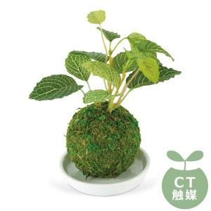 WA BONSAI(和盆栽) DEODORANT ARTIFICIAL GREEN 消臭アーティフィシャルグリーン Mulberry(クワ) KH-61060｜zakkacocker