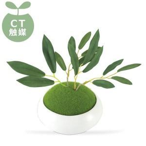 WA BONSAI(和盆栽) DEODORANT ARTIFICIAL GREEN 消臭アーティフィシャルグリーン Olive(オリーブ) KH-61063｜zakkacocker