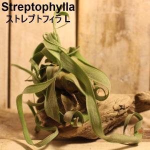 エアプランツ ストレプトフィラ 銀葉種 エアープランツ 8~9cm StreptophyllaL｜zakkamag