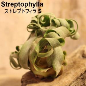 エアプランツ ストレプトフィラ 銀葉種 エアープランツ 4~6cm StreptophyllaS｜zakkamag