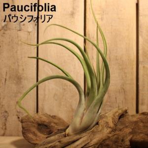 エアプランツ パウシフォリア エアープランツ 16~17cm Paucifolia｜zakkamag