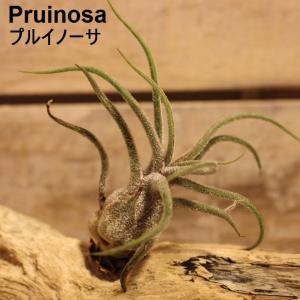 エアプランツ プルイノーサ つぼ型 小型種 エアープランツ 6~7cm Pruinosa｜zakkamag