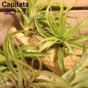 エアプランツ カピタータ 緑葉種 エアープランツ 9~11cm Capitata｜zakkamag