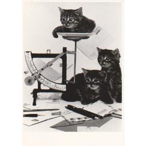 ART UNLIMITED  ネコのポストカード （猫×はかりと手紙）  グリーティングカード｜zakkarobin