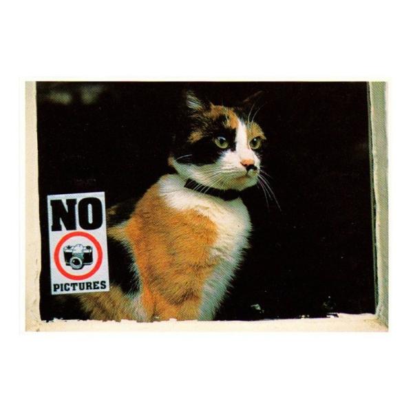 ART UNLIMITED  ネコのポストカード （猫×No pictures）  グリーティングカ...