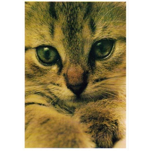 ART UNLIMITED  ネコのポストカード （猫のまなざし）  グリーティングカード