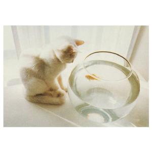 ART UNLIMITED ネコのポストカード （猫×金魚） グリーティングカード