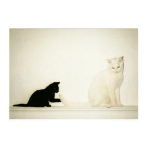 ART UNLIMITED ネコのポストカード （Black & White） グリーティングカード