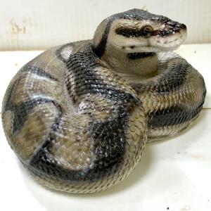 デュアル 植物学 退屈な 蛇 おもちゃ Honda Ri Jp