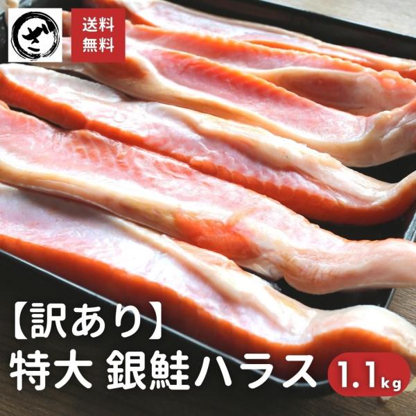 訳あり　銀鮭 ハラス 特々大サイズ 甘塩 1.3kg 送料無料 さけ サケ はらす