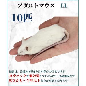 ZAZOO 国産 冷凍マウス アダルトLL 3...の詳細画像1