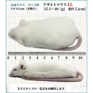 ZAZOO 国産 冷凍マウス アダルトLL 3...の詳細画像2