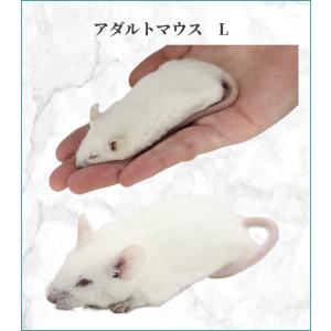 ZAZOO 国産 冷凍マウス アダルトL 27...の詳細画像1