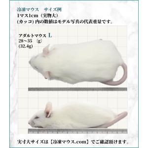 ZAZOO 国産 冷凍マウス アダルトL 27...の詳細画像2