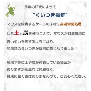 ZAZOO 国産 冷凍マウス アダルトL 27...の詳細画像5