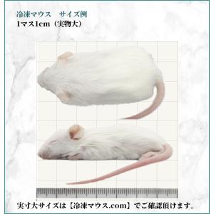 ZAZOO 国産 冷凍マウス ホッパー マウス...の詳細画像2