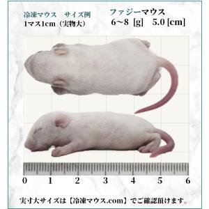 ZAZOO 国産 冷凍マウス ファジーマウス ...の詳細画像2