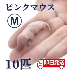 ZAZOO 国産 冷凍マウス　ピンクマウスM 3〜4 g 約4.0 cm 真空 個別包装 爬虫類 猛禽類 の 餌
