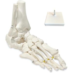 ビヨーンと伸びて自在に動かせる足骨模型 理学療法士監修 足関節模型