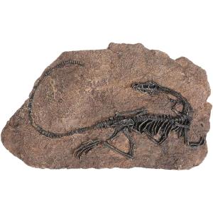 恐竜 骨 グッズ 化石 オブジェ 化石標本 置物 レプリカ 壁掛け プレート 装飾 展示( タイプB)