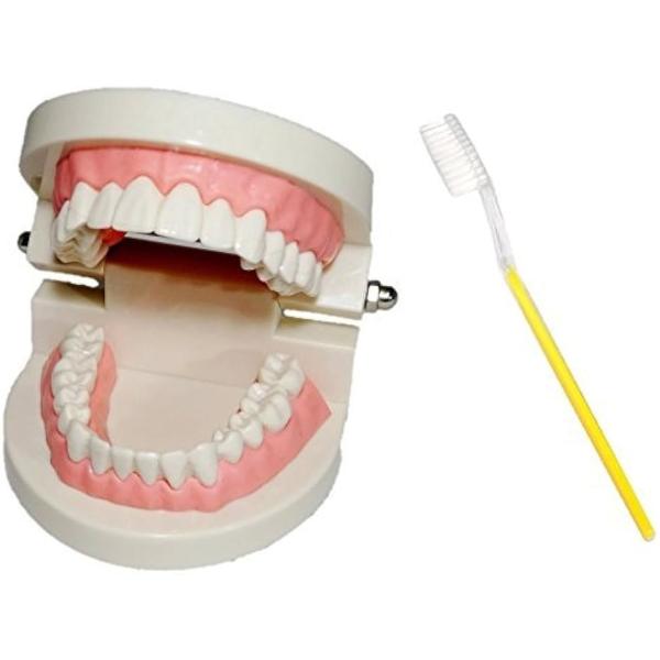 c my select 歯 模型 歯列模型 歯模型 実物大 モデル 180度 開閉式 歯ブラシ MD...