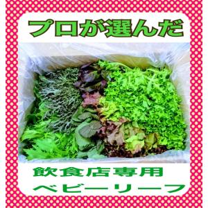 飲食店専用ベビーリーフ 詰め合わせ ８種類 1kg箱