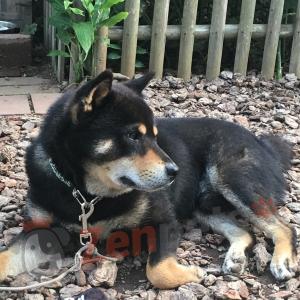 犬 首輪 ダブルリング 和柄 からくさ Zen...の詳細画像2