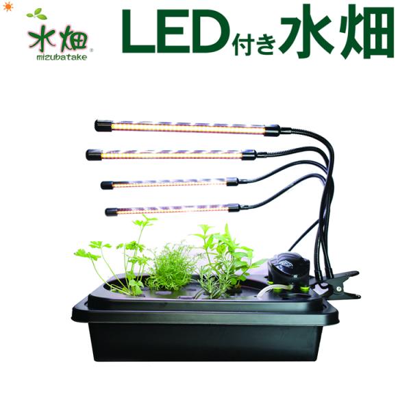 水耕栽培キット LED付き水畑 LEDタイプ 選択 白のLED4本または赤青のLED4本  水耕栽培...