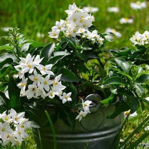 紅茶 ボーティ ーBOH TEA HERB &...の詳細画像1