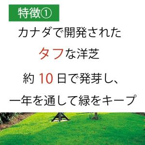 10袋組 西洋芝 種 夏に強い 4種類混合 天...の詳細画像1