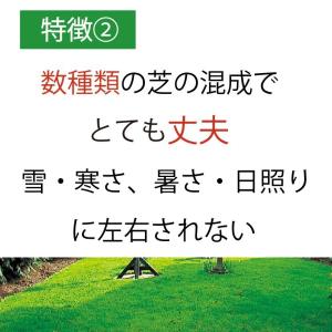 10袋組 西洋芝 種 夏に強い 4種類混合 天...の詳細画像2