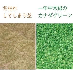 10袋組 西洋芝 種 夏に強い 4種類混合 天...の詳細画像3