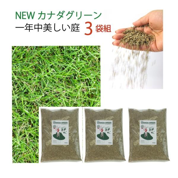 3袋組 西洋芝 種 夏に強い 4種類混合 天然芝生 庭 おしゃれ ガーデングラス 植え方や時期の説明...