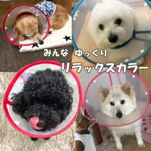 エリザベスカラー 犬 猫 ソフト 軽量 いぬ ...の詳細画像3
