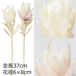 アスカascaドライフラワー造花プロテア(as250/9)｜zoukasousyoku-d