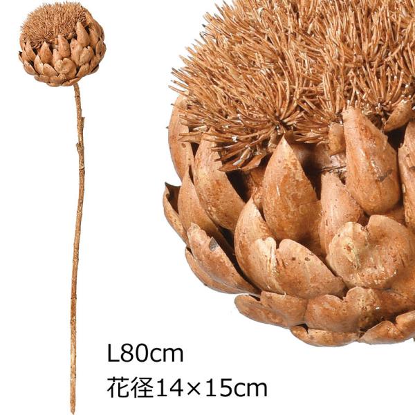 アスカascaアーティチョーク　ライトブラウン ドライ(as250/118)