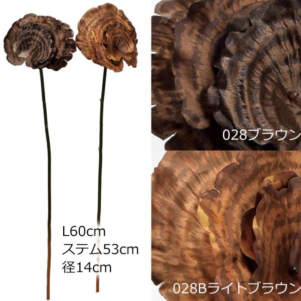 アスカascaサルノコシカケ ドライ(as250/116)