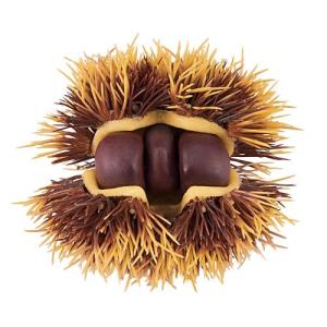 食品サンプル フェイクフード 栗 マロン)10cmクリ(DF46/112)