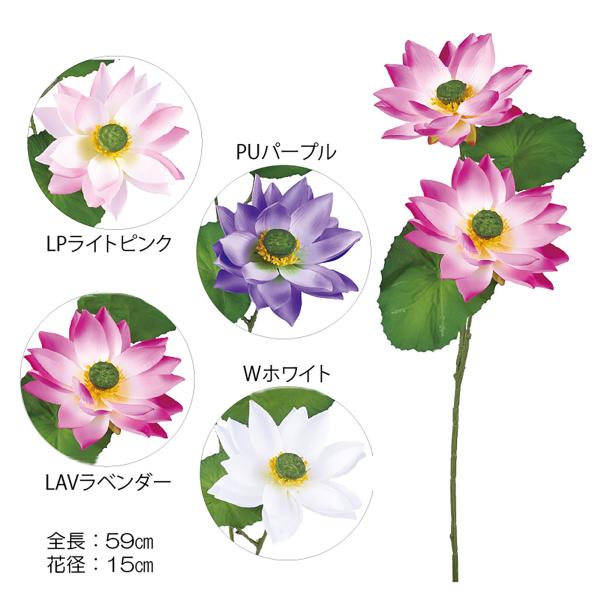 ロータス×2(DMFG2025/51)