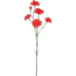 アンナカーネーション