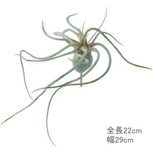 造花 フェイクグリーン 人工観葉植物 エアプランツ スパイダーチランジア グリーン(DMFG2023/171)｜zoukasousyoku-d