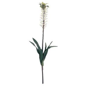 パイナップルリリーの商品一覧 通販 Yahoo ショッピング