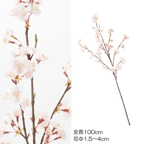 桜 開花予想