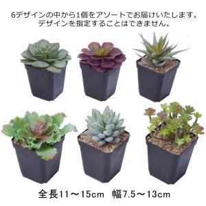 造花 人工樹木 フェイクグリーン インテリア 素材 多肉ポット6AST　アソート(DMFG2023/220)｜zoukasousyoku-d