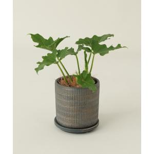 花瓶 LUNO PLT M / 681371