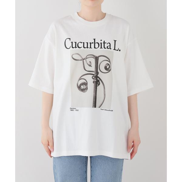 tシャツ 半袖 JOHNBULL/ジョンブル karl blossfeldt cucurbita L...