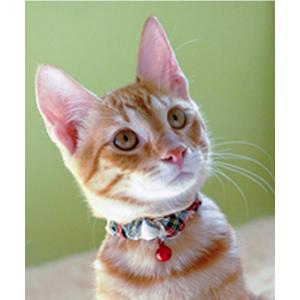猫の暮らし/ねこのくらし/シュシュカラー タータンチェック/猫用品
