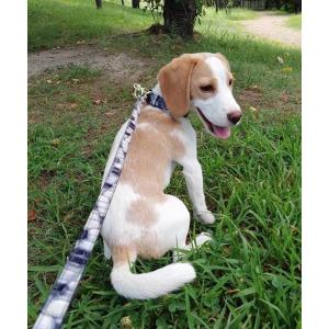 「CLAIRE」ステンドグラスイタリアンレザーリード レディース