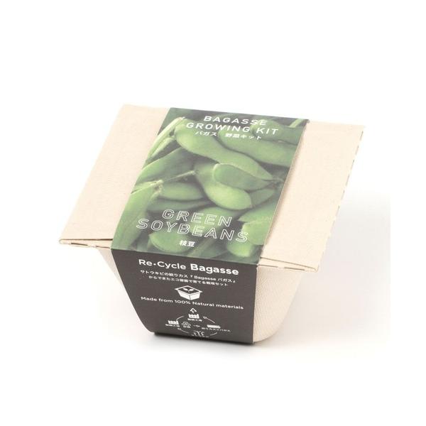 インテリア 育てるグリーン「バガス」 / 182603